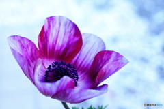 お詫びします(_ _;)アネモネ