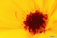 花芯シリーズ④最終回(_ _;)
