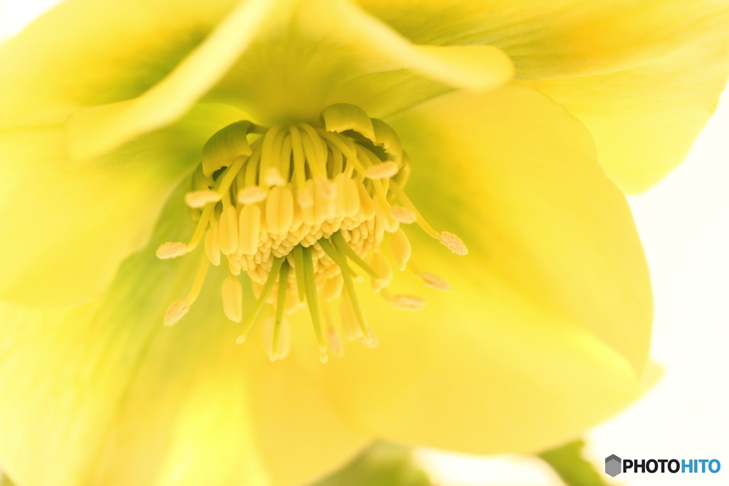 私　何故か黄色いんです(^o^)