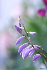 紫蘭咲き始めましたm(_ _)m