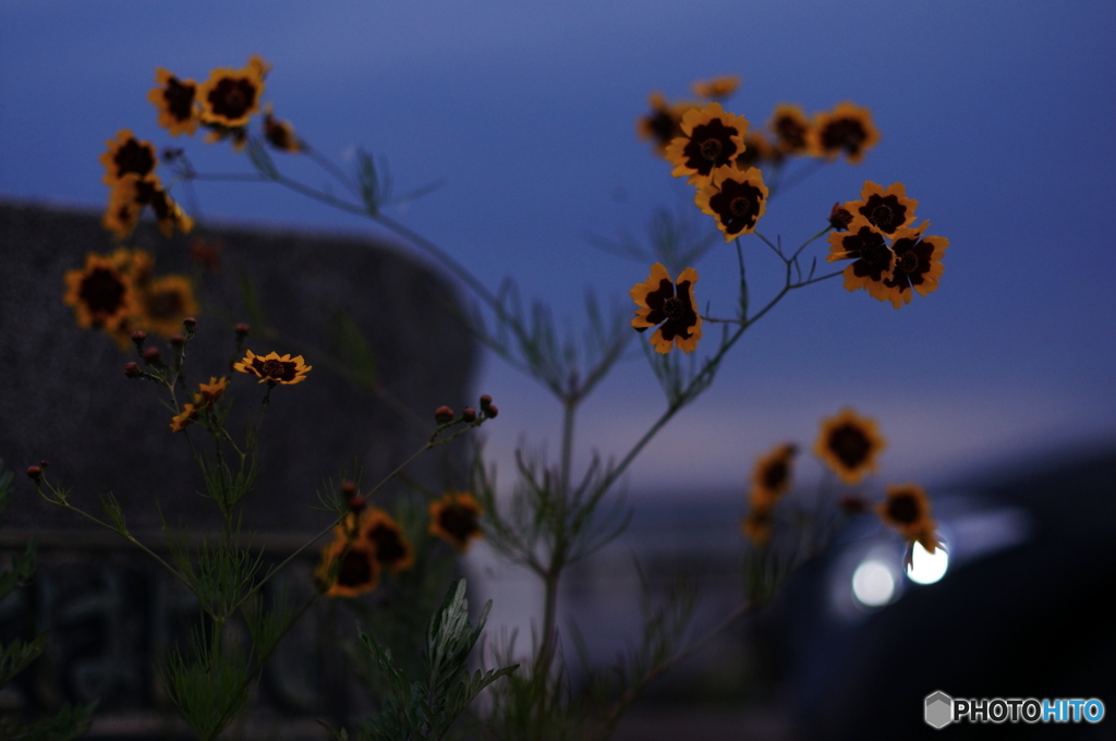 夕暮れのハルシャギク(^o^;n