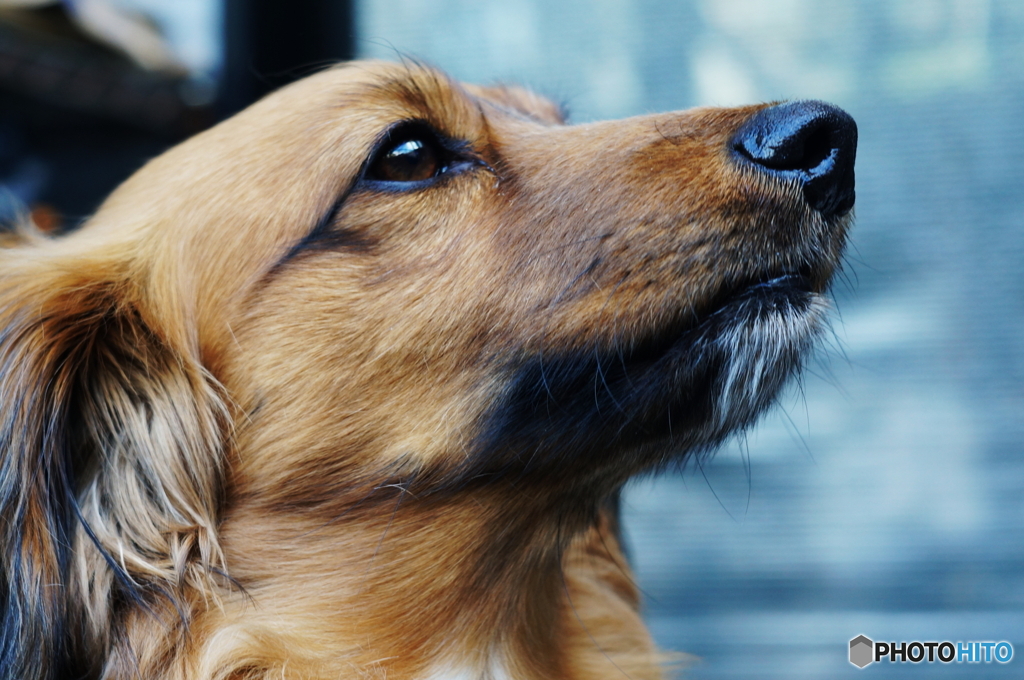 哲学犬でしょうか(^o^;