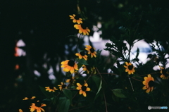 空を飛びたかった花(=^・^=)film