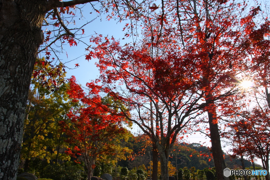 筑豊緑地の紅葉(^o^;