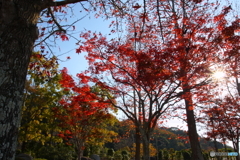 筑豊緑地の紅葉(^o^;