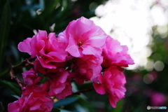 ♫大阪ぐらしの花(=^・^=)