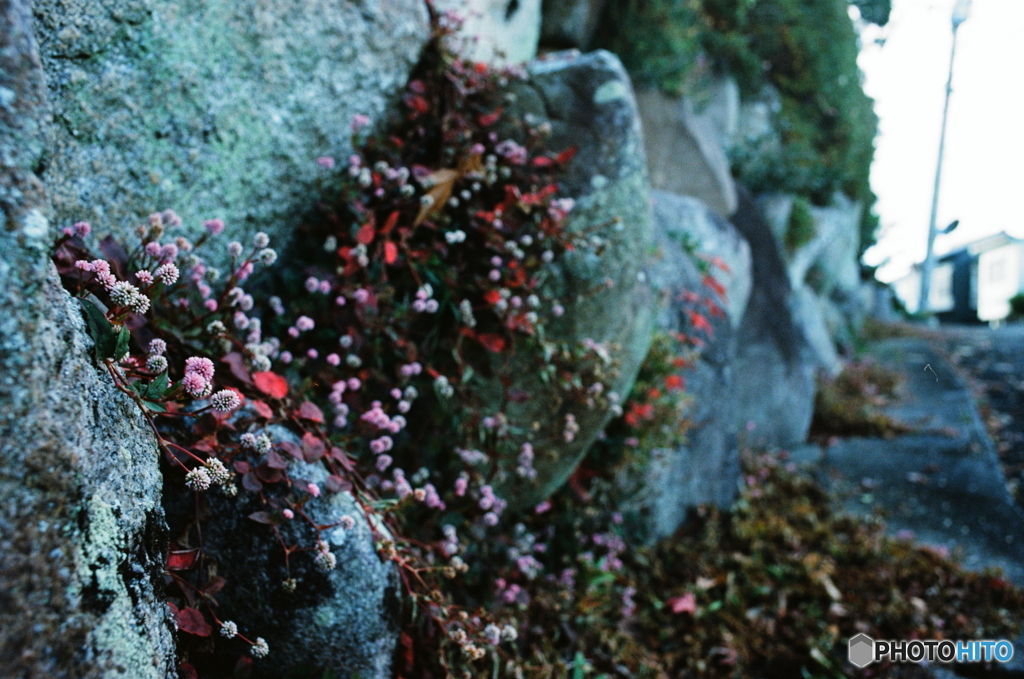 ここで生きる(=^・^=)film