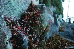 ここで生きる(=^・^=)film