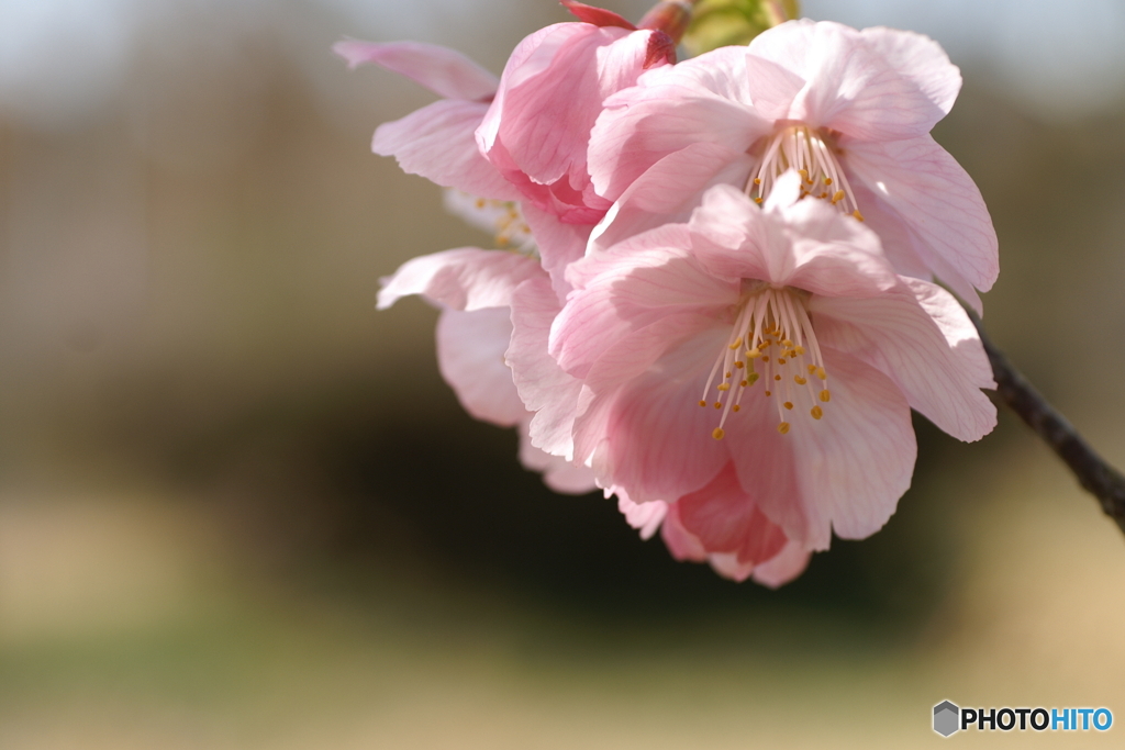 陽光桜(^o^;