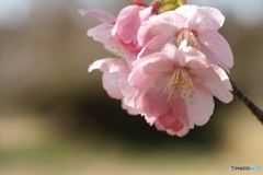 陽光桜(^o^;