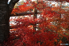 紅葉残っていました(^o^;