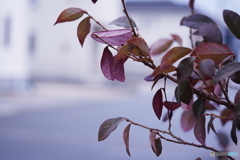 春を待つ(=^・^=)