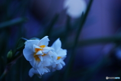 月夜に咲くImage(=^・^=)