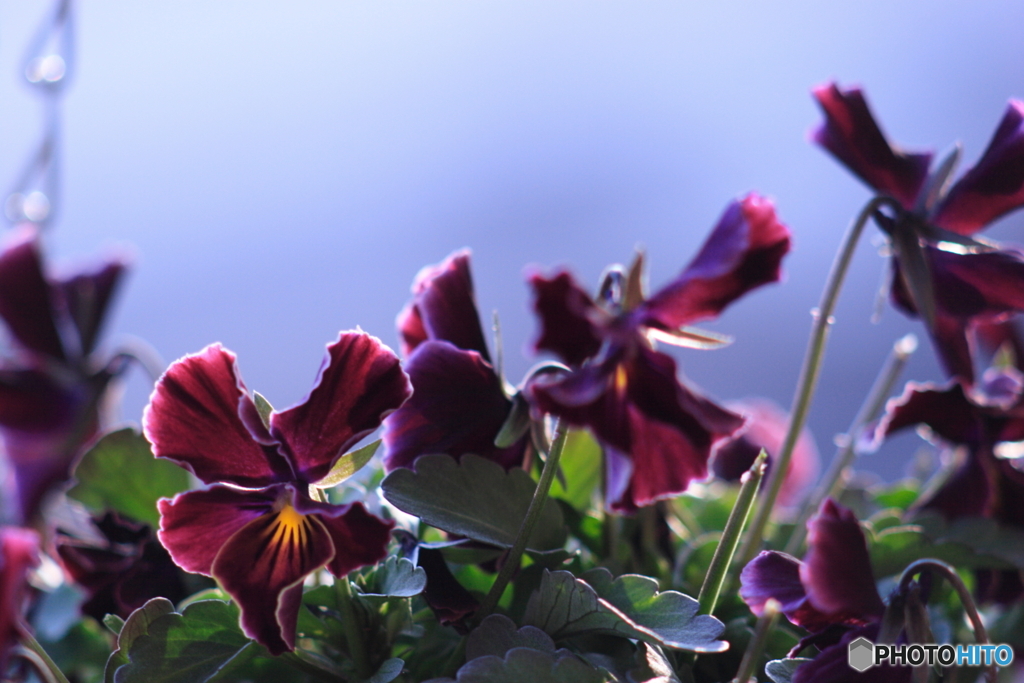 試写③ドラマティックなビオラ(^o^)t