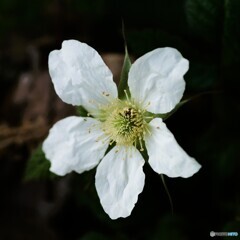 野イチゴの花(^o^;w