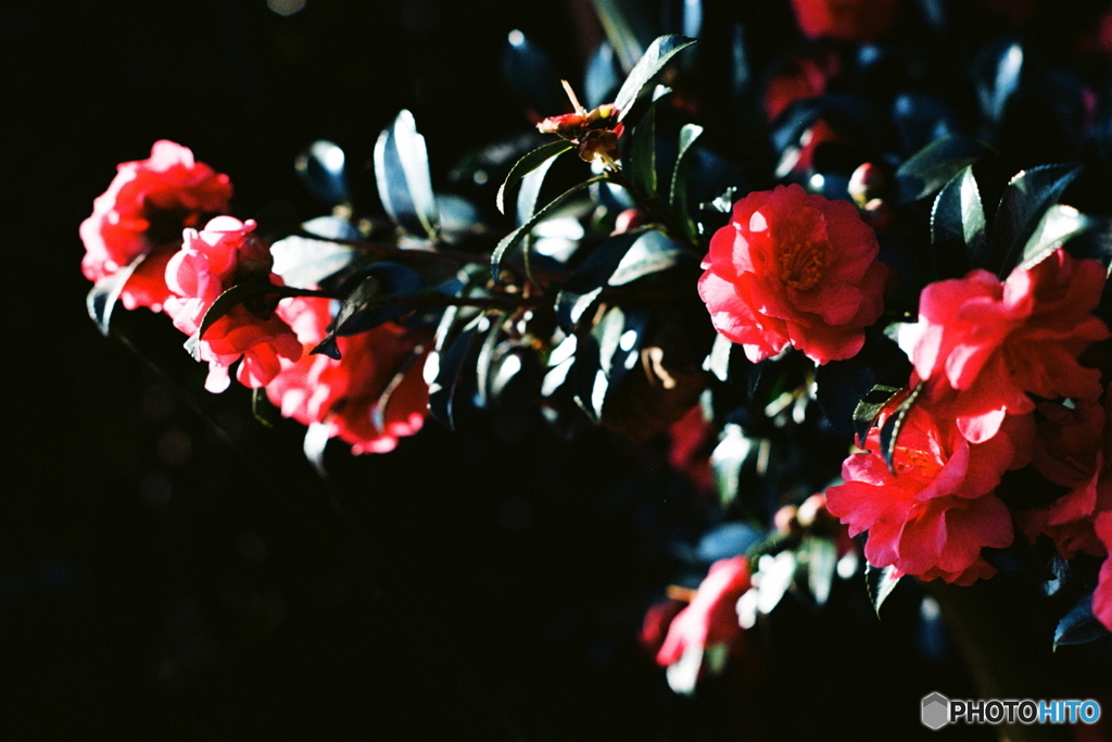 光射す(=^・^=)film