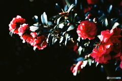 光射す(=^・^=)film