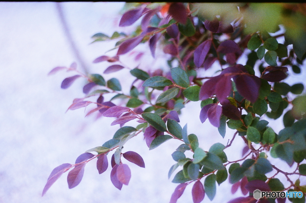 ほんのりと(=^・^=)film