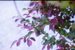 ほんのりと(=^・^=)film