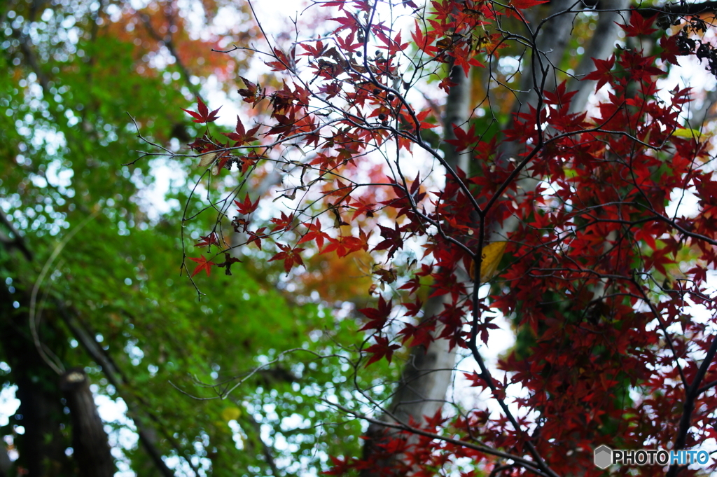 曇り日も楽し(=^・^=)