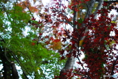 曇り日も楽し(=^・^=)