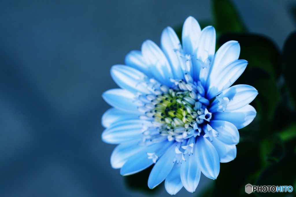 一輪だけ咲いてます(=^・^=)