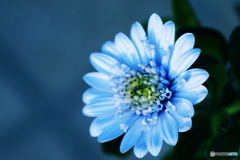 一輪だけ咲いてます(=^・^=)