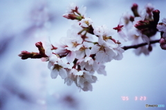 枝先の桜(^o^;film