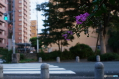 緑道散歩/夏の名残り(=^・^=)