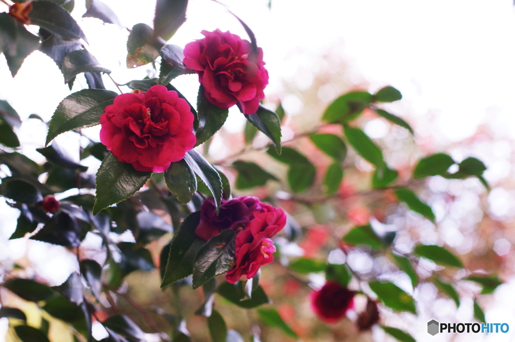 つばき咲く春なのに(=^・^=)