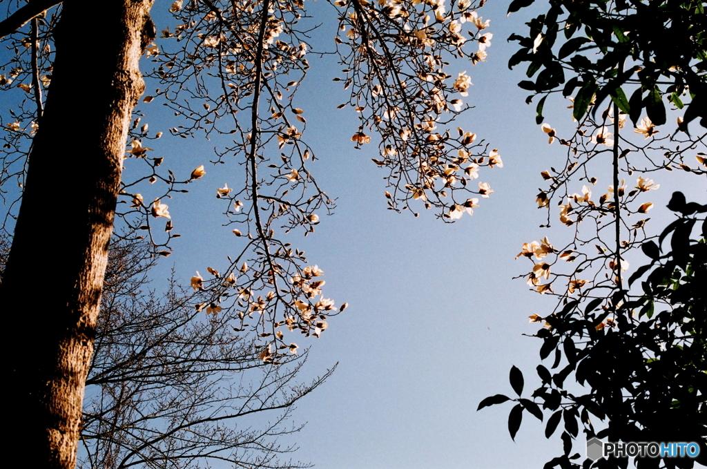 遺作となりましたfilm(_ _;)