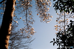 遺作となりましたfilm(_ _;)