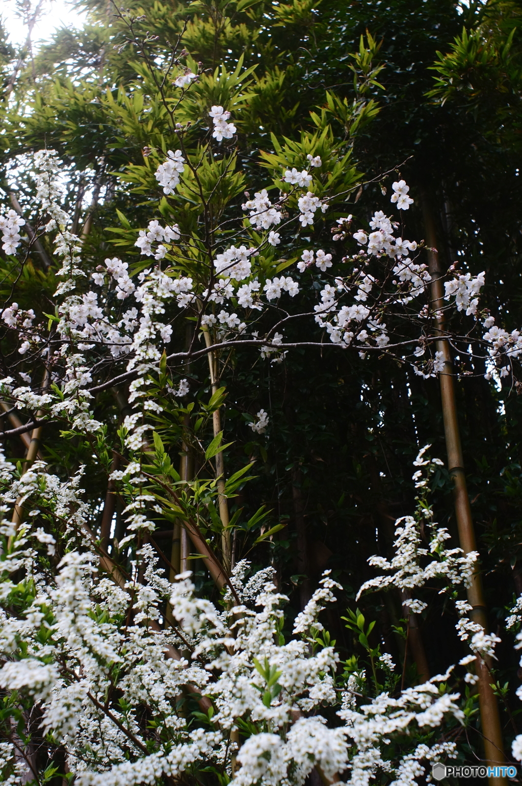 雪柳と桜のコラボ(^o^;