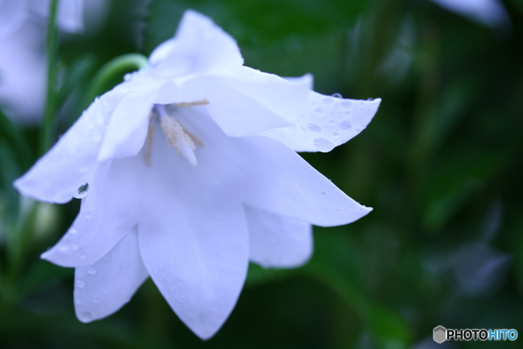 8月ですが名は五月雨(^o^;w