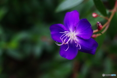 セレナーの末裔で野牡丹撮る(=^・^=)