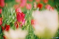 私 普通のチューリップです(_ _;)