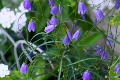 山野草イワシャジン(=^・^=)