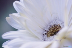君は薔薇より美しい(=^・^=)