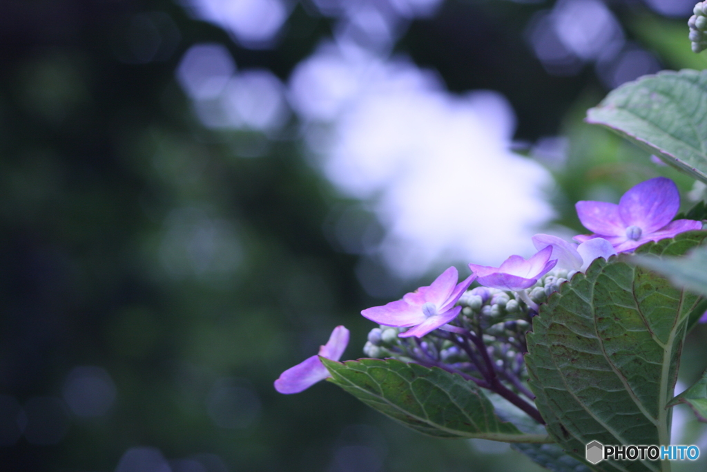 木漏れ日入れてみました(^o^;