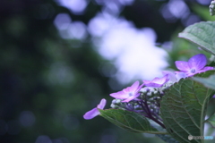 木漏れ日入れてみました(^o^;