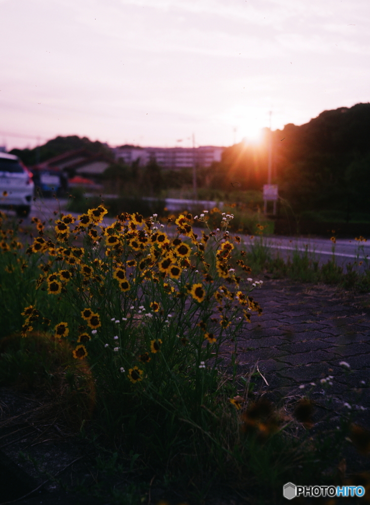 夕暮れはいつもドラチックo(=^・^=)film