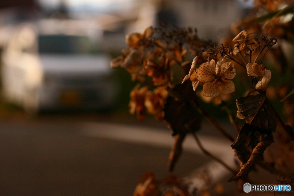冬枯れの花(=^・^=)