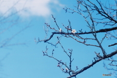 咲き始めました(=^・^=)film