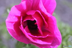 ♫君は薔薇より美しい(^o^)