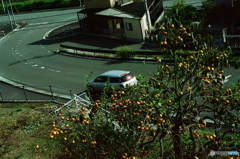 オリジナル/柿の木坂(=^・^=)film