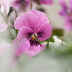 そっと優しく(^o^;