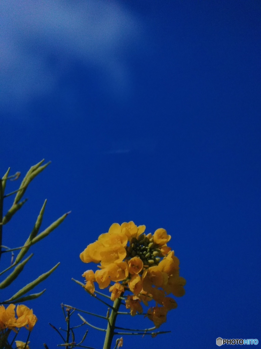 冬咲きの菜の花です(^o^)