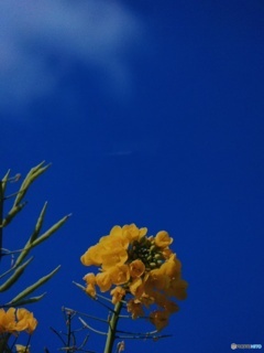 冬咲きの菜の花です(^o^)