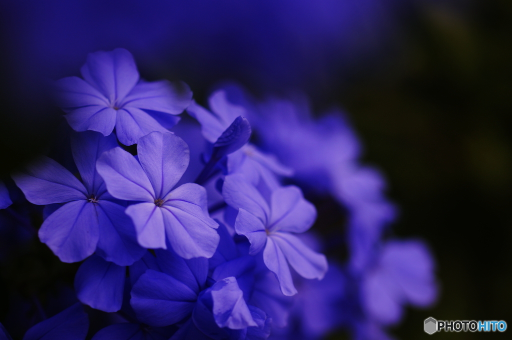 妖しの花(=^・^=)