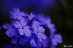 妖しの花(=^・^=)